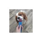 Fagyipor kutyáknak kollagénnel - KÉK SPIRULINA 60 g, Fürree 