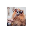 Fagyipor kutyáknak kollagénnel - KÉK SPIRULINA 60 g, Fürree 